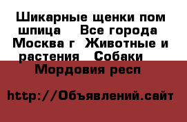Шикарные щенки пом шпица  - Все города, Москва г. Животные и растения » Собаки   . Мордовия респ.